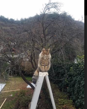 绿茵交响诗，巴尔韦德指挥毕尔巴鄂，点燃圣马梅斯的爱尔兰之夜