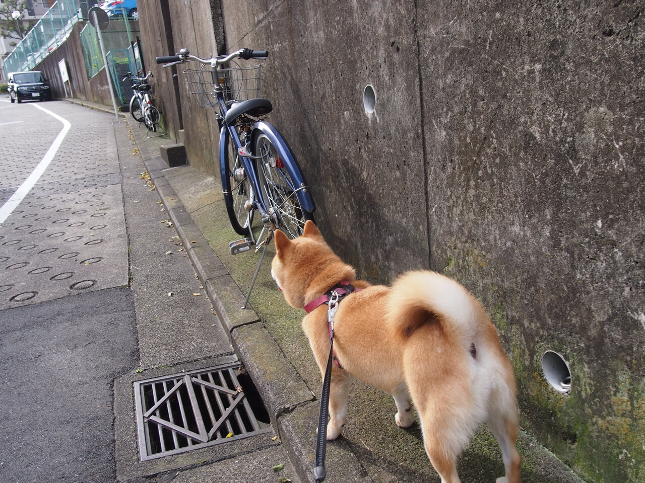 当艺术篮球遇见钢铁防线，德罗赞如何撕裂深圳队的战术体系