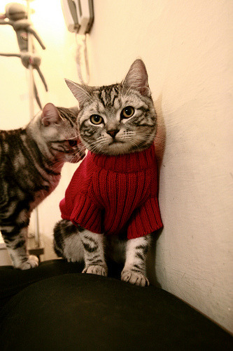 铁卫化身利刃！阿劳霍头槌双响导演逆转，德甲争冠夜诞生新传奇